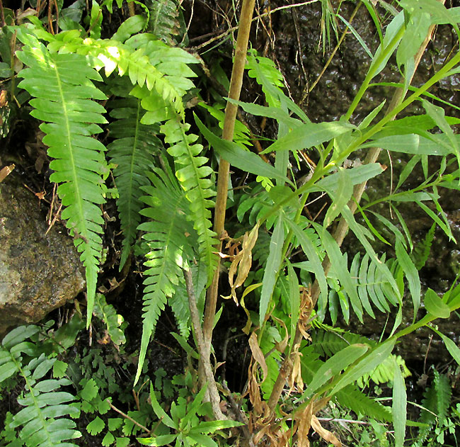 Palm Fern, BLECHNUM APPENDICULATUM, habitat