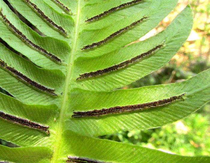 Palm Fern, BLECHNUM APPENDICULATUM, sori