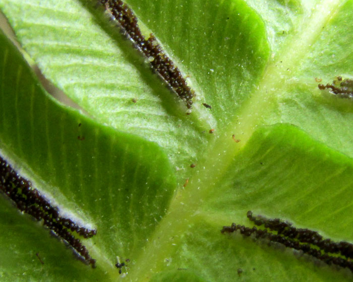 Palm Fern, BLECHNUM APPENDICULATUM, sori, close-up