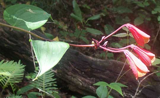 BOMAREA HIRTELLA, Climbing Alstroemeria