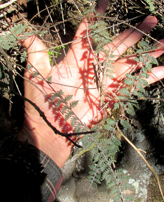 Bonaire Lip Fern, HEMIONITIS BONARIENSIS, fronds & habitat