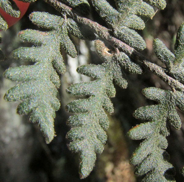 Bonaire Lip Fern, HEMIONITIS BONARIENSIS, hairy upper surface