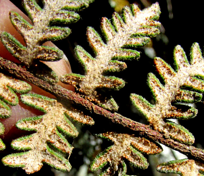 Bonaire Lip Fern, HEMIONITIS BONARIENSIS, hairy undersurface & false indusia