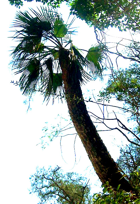 Apak Palm, BRAHEA DULCIS, in habitat