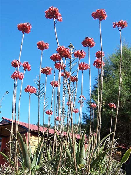 Kalanchoe {Bryophyllum} delagoensis