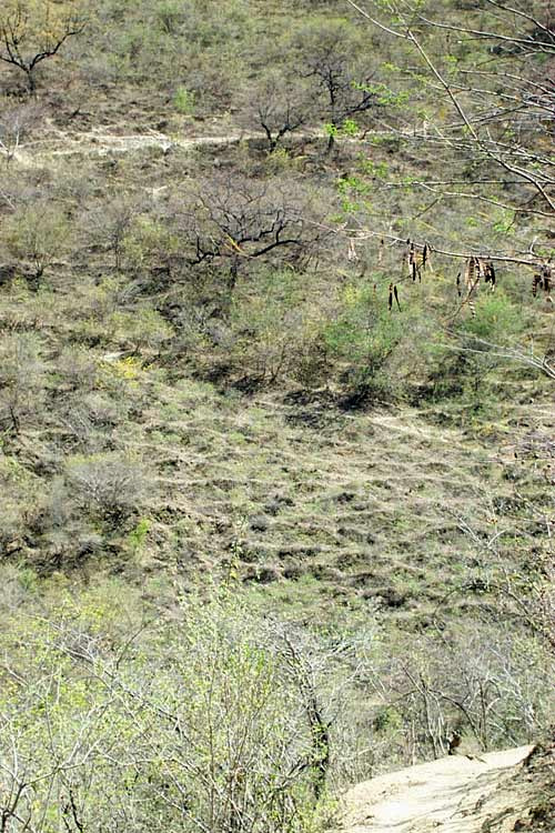 burro trails