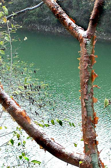 Gumbo-Limbo, Naked Indian, or BURSERA SIMARUBA