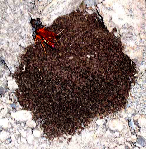 SPHECIUS CONVALLIS, Pacific Cicada Killers