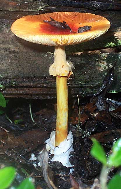 CAESAR'S MUSHROOM