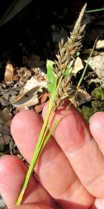 Caribbean Sedge, CAREX POLYSTACHYA, flowering head