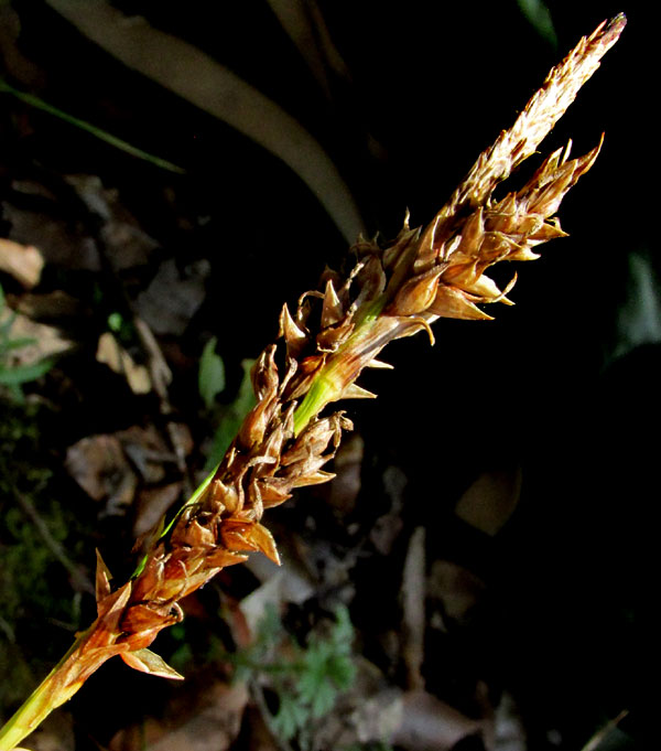 Caribbean Sedge, CAREX POLYSTACHYA, fruiting spikes