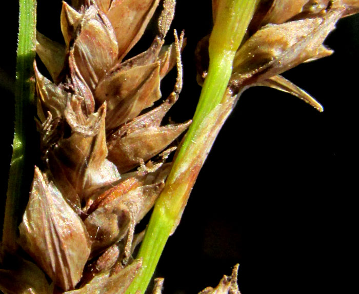 Caribbean Sedge, CAREX POLYSTACHYA, fruits on spikes