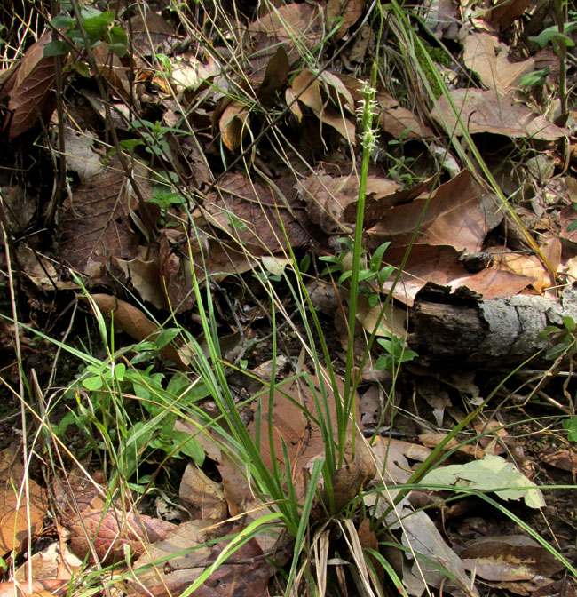 CAREX cf. LONGICAULIS, habitat