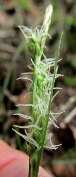 CAREX cf. LONGICAULIS, inflorescence