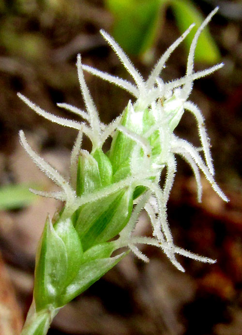 CAREX cf. LONGICAULIS, spike