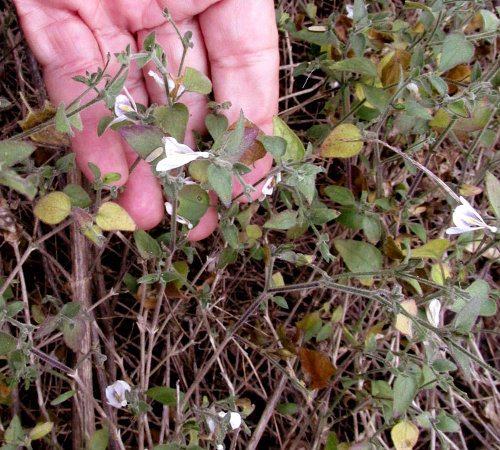 Viscid Wrightwort, CARLOWRIGHTIA NEESIANA, habitat