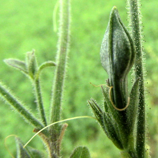 Viscid Wrightwort, CARLOWRIGHTIA NEESIANA, capsular fruit