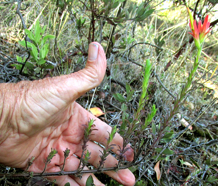 CASTILLEJA TENUIFLORA; form and habitat