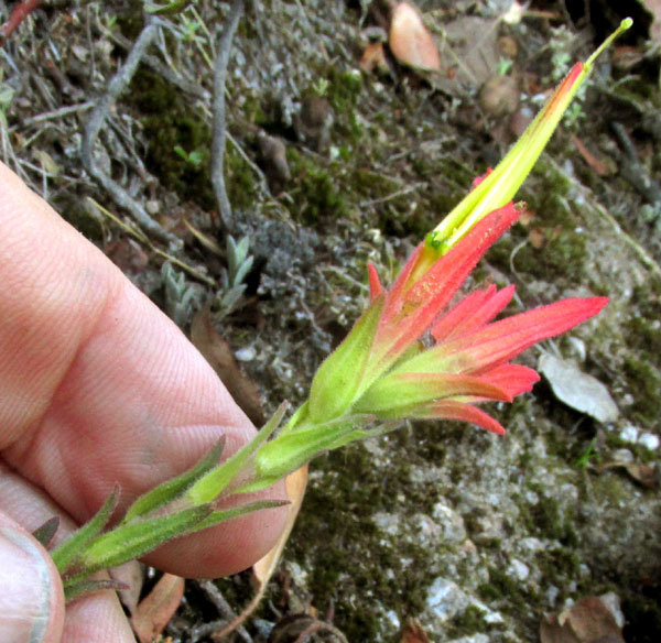 CASTILLEJA TENUIFLORA; inflorescence