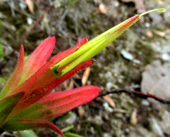 CASTILLEJA TENUIFLORA; form and habitat