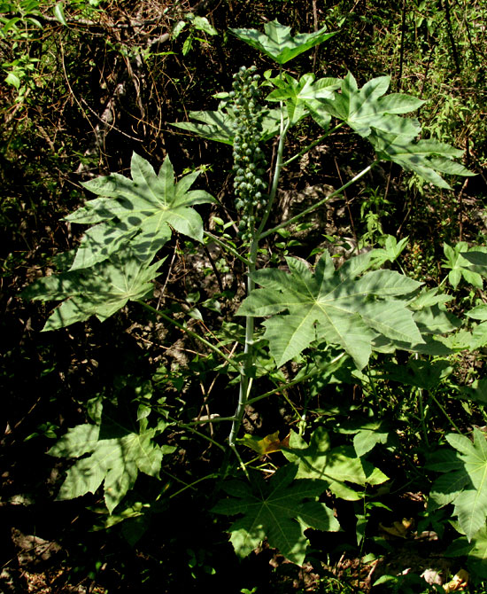 Castor, Ricinus communis leaf