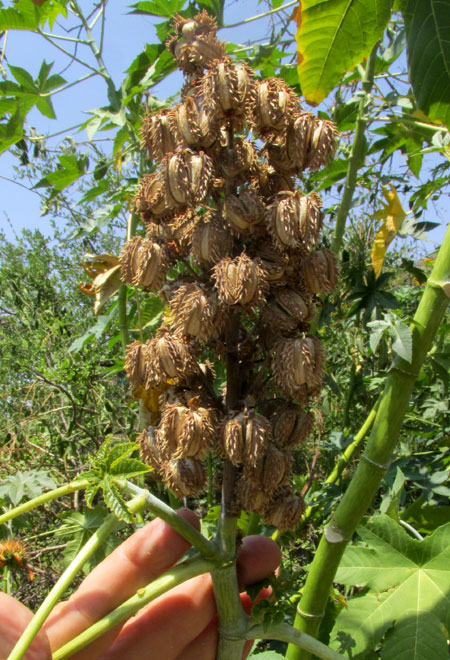 Castor, Ricinus communis leaf