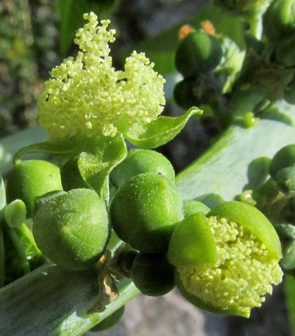 Castor, Ricinus communis leaf