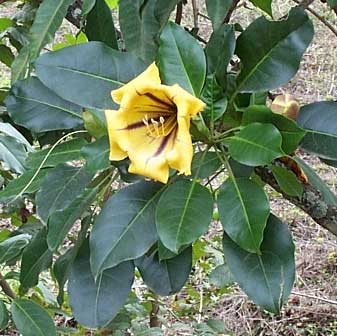 Chalice-vine, Solandra guttata