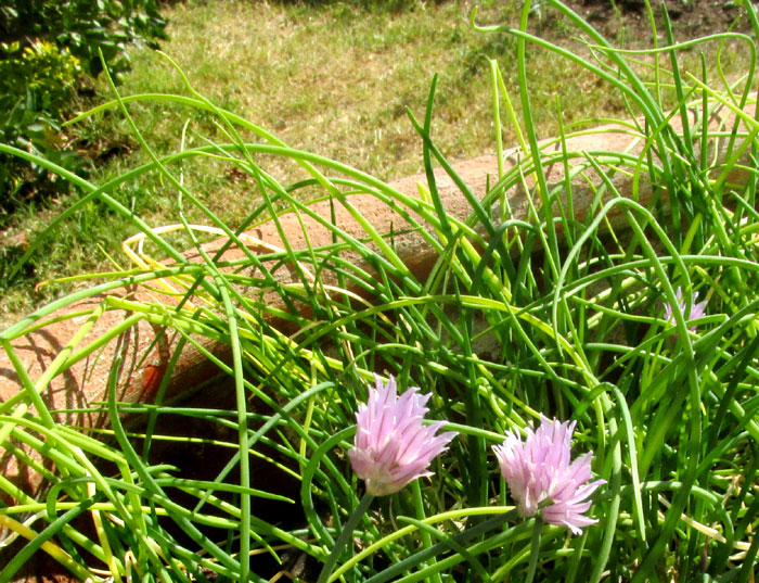 Chives, ALLIUM SCHOENOPRASUM, flowering