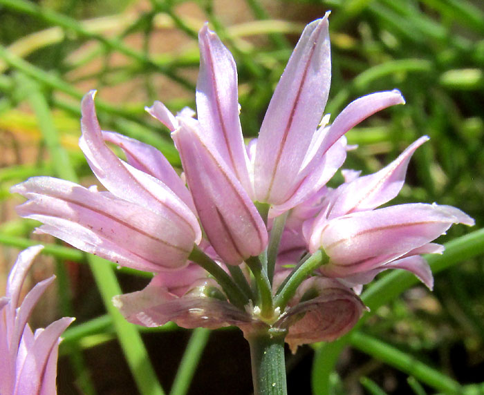 Chives, ALLIUM SCHOENOPRASUM, umbel of flowers