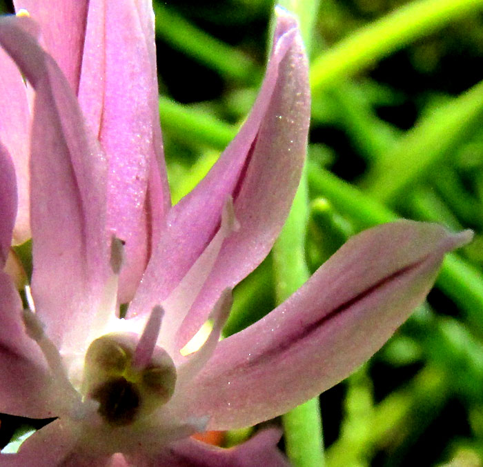 Chives, ALLIUM SCHOENOPRASUM, flower showing pistil and stamens