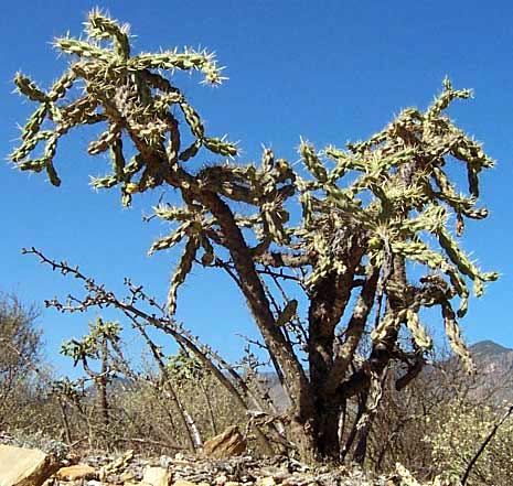 Tree Cholla, CYLINDROPUNTIA IMBRICATA