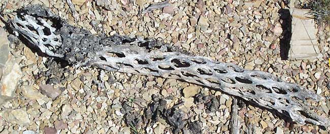 skeleton of Tree Cholla, CYLINDROPUNTIA IMBRICATA