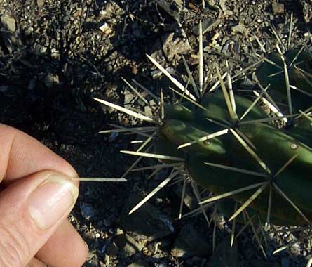 sheathe on spine of Tree Cholla, CYLINDROPUNTIA IMBRICATA