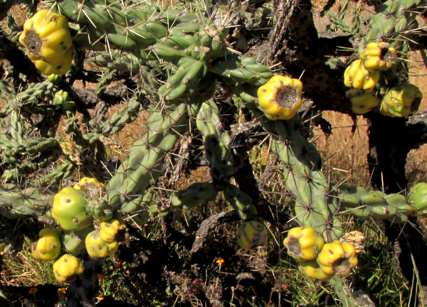 Tree Cholla, CYLINDROPUNTIA IMBRICATA, fruits