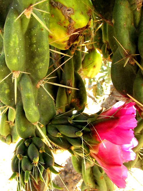 Tree Cholla, CYLINDROPUNTIA IMBRICATA, flower side view