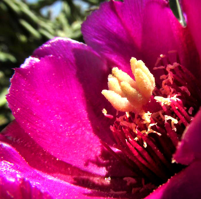 Tree Cholla, CYLINDROPUNTIA IMBRICATA, lobed stigma and chewed-on anthers