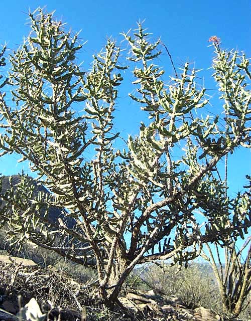 Christmas Cactus, CYLINDROPUNTIA LEPTOCAULIS