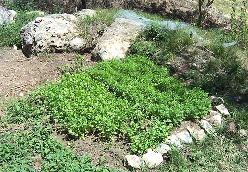 patch of cilantro, CORIANDRUM SATIVUM.