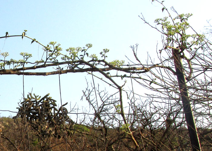 CISSUS TILIACEAE, form & habitat