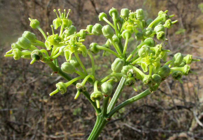 CISSUS TILIACEAE, umbel of flowers