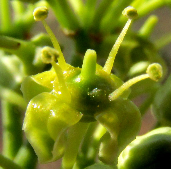 CISSUS TILIACEAE, flower with petals