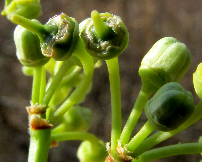 CISSUS TILIACEAE, flowers with and without corollas