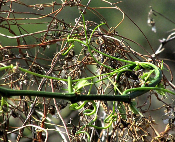 CISSUS TILIACEAE, tendrils