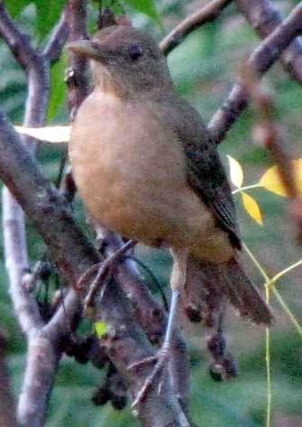 Clay-colored Robin, TURDUS GRAYI