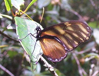 Dircenna klugii, Klug's Clearwing