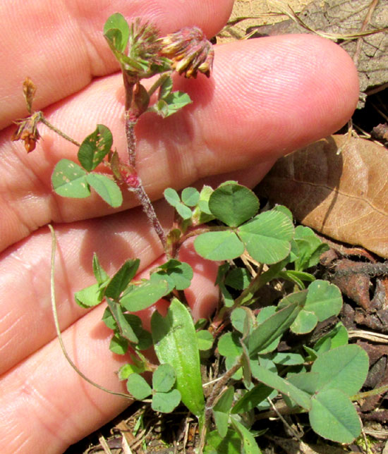 Aztec Clover, TRIFOLIUM AMABILE, plant