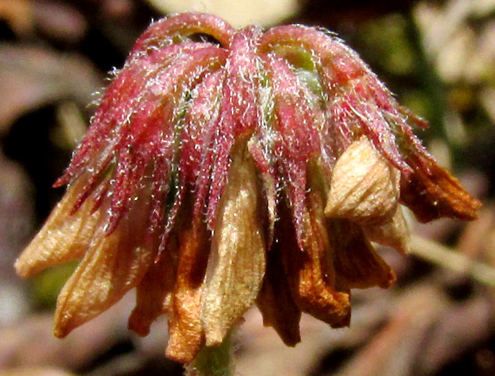 Aztec Clover, TRIFOLIUM AMABILE, post-flowering head