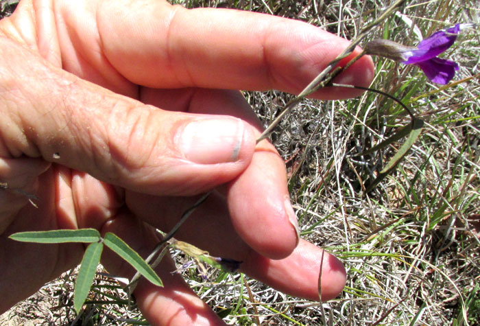 Longleaf Cologania, COLOGANIA ANGUSTIFOLIA, form & habitat