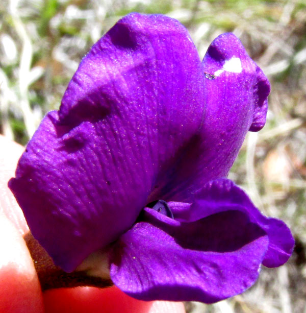 Longleaf Cologania, COLOGANIA ANGUSTIFOLIA, close-up of front